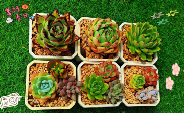 春日热血赴约｜团体献血赠多肉， 赴一场温暖之约